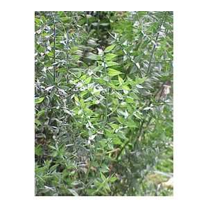  Butchers Broom Herbal Tea