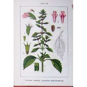  Flowers Sturms 1903 Falscher Leonurus Cardiaca Colour 