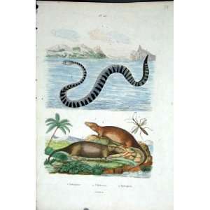    1839 H/C Natural History *227 Water Snake & Rodents