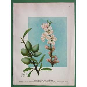 MEDICINAL PLANTS Amygdalus Communis Almond Tree   Antique Print Color 