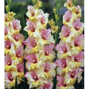 Mon Amour Large Flowering Gladiolus   10 Bulbs