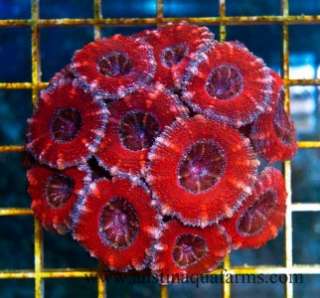 AAF* LE Live Coral Ultra Grade Rainbow Acan Colony Aussie Lord  