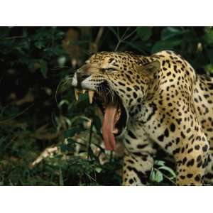  A Jaguar Yawns National Geographic Collection Photographic 