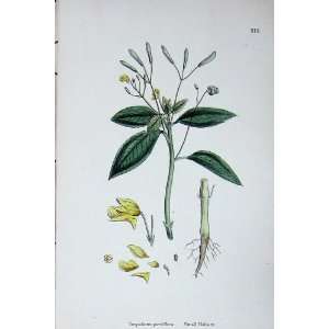   Botany Plants C1902 Small Balsam Impatiens Parviflora