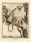 Antique Print CAMPBELL​s MONA MONKEY B​uffon 1772