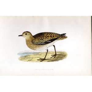  Asiatic Golden Plover Bree H/C 1875 Old Prints Birds