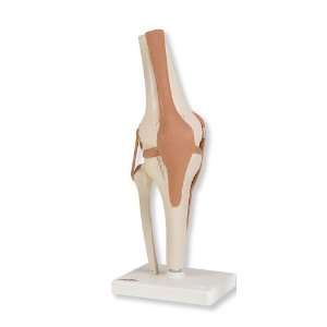  3B Scientific Functional Knee Joint Health & Personal 