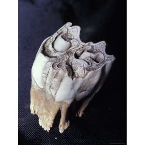  Endangered Northern Hairy Nosed Wombats Molar Tooth 