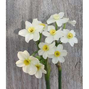  Narcissus Wintersun Paperwhites, 20 bulbs   17+cm Patio 