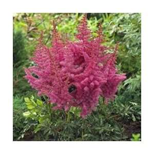  Astilbe   Rise and Shine Perennial Flower Patio, Lawn 