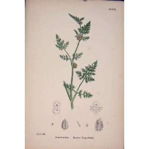   Knotted Hedge Parsley Food Herb Plant Flower Fine Ar