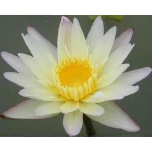    WHITE DAY WATER LILY pond plants 5 seeds: Patio, Lawn & Garden
