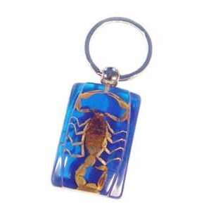  Real Insect Key Chain Blue Colorful Scorpion: Everything 
