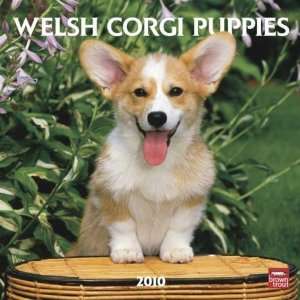  Welsh Corgi Puppies 2010 Wall Calendar