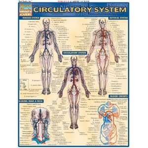  Circulatory System, Laminated Giude, sold by 100 Health 