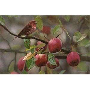 Terry Isaac   Apple Time   Purple Finch 