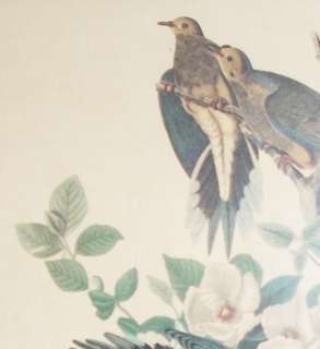 Vintage 25 x 28 Framed Audubon Turtle Dove Print  