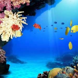  Hot Tropical Coral Reef Live Wallpaper Appstore for 