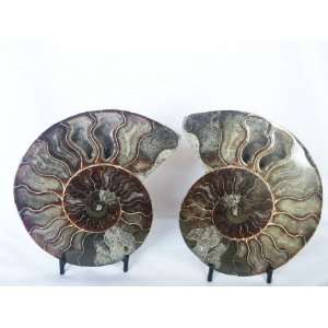  Cut in half and polished Ammonite Fossil (Madagascar), 9.7 