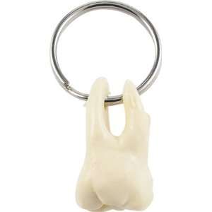  Tooth Key Chain Anatomy Accessory Toys & Games