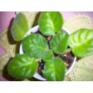    pink raspberry Russian African Violet Plant: Everything Else