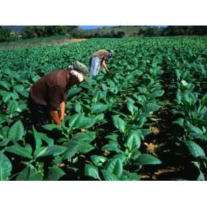  Tobacco Workers, Vinales, Pinar Del Rio, Cuba Stretched 