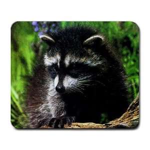  Raccoon Animal Lover Large Mousepad 