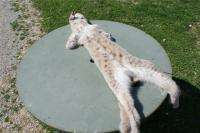 Lynx Alaska pelt winter fur tanned hide yukon wild skin  
