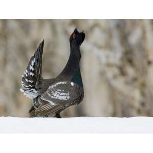 Capercaillie (Tetrao Urogallus) Male Displaying and Calling, Kamchatka 