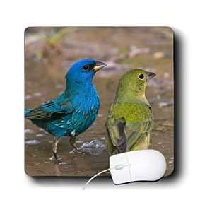  VWPics Birds   Male Indigo Bunting and female Painted Bunting 