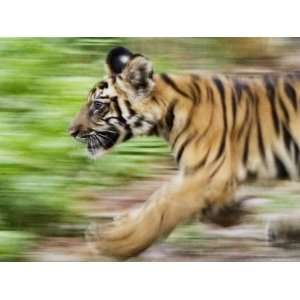 : Tiger Cub Running, Four Month Old, Bandhavgarh National Park, India 