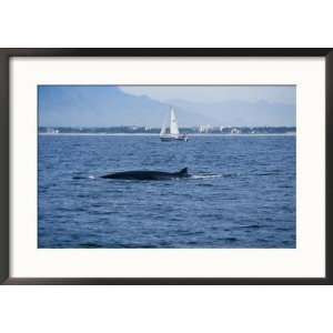 Brydes Whale, Female Arching Back Puerto Vallarta Collections Framed 