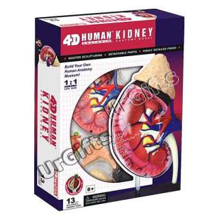 4D Puzzle Human Anatomy 3D Model Renal Corpuscle 1:1 Kidney NIB  