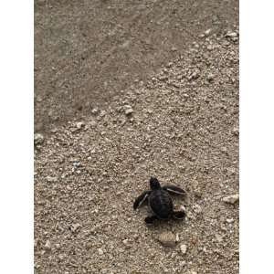  A Newly Hatched Green Sea Turtle Makes its Way Towards the 