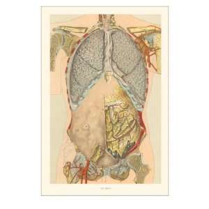  The Thorax, Showing Lungs MasterPoster Print, 12x18
