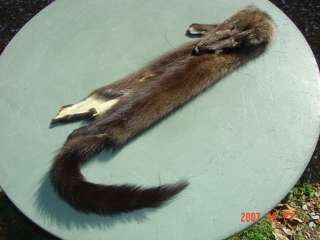 Fisher pelt dressed animal trapper fur rendezvous skin  
