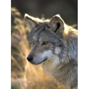 Mexican Wolf Captive, Living Desert Zoo, Palm Desert, California, USA 