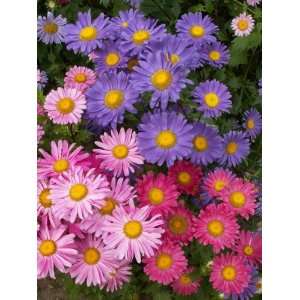 500 Aster China Flower seeds Mixed Colors Superb semi double mixture 