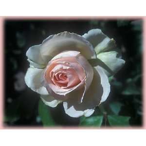  Johann Strauss (Rosa Hybrid Tea)   Bare Root Rose: Patio 
