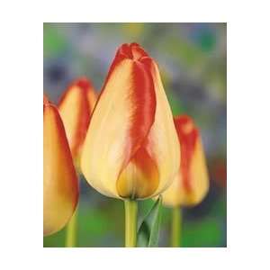  Tulip   Darwin Hybrid   American Dream Fall Flower Bulb 