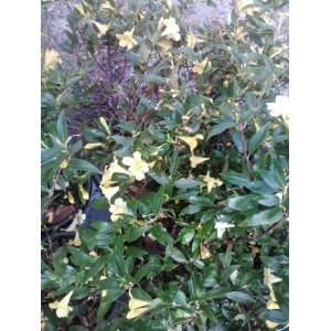    Jasmine Carolina ~Yellow Flowers~ 6 Pack Patio, Lawn & Garden