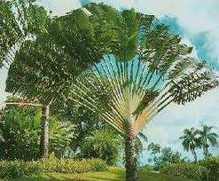 The enormous paddle shaped leaves are borne on long petioles, in a 