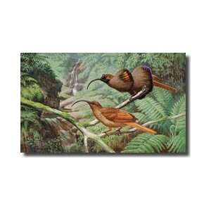  Two Birds Of Paradise Perch On A Tree Branch Giclee Print 
