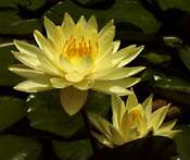   hardy water lily grower direct zone 3 or higher shade tolerant  