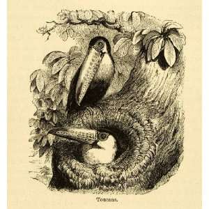  1875 Lithograph Toucan Nest Matting Bird Tree Tupi Tukana 
