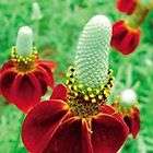 30PCS Red Echinacea Flower Seeds DIY Plant Garden Home