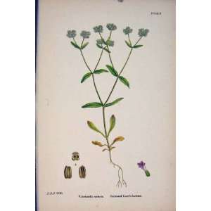  Carinated LambS Lettuce Flower Plant Food Old Art: Home 