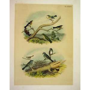 Warbler Thrush Sparrow Wren Jasper Birds O America 1878 