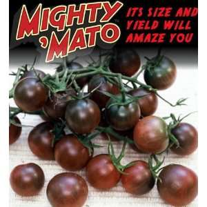  Mighty Mato Grafted Black Cherry Tomato Plant   Easy to 