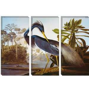 Louisiana Heron From birds of America by John James Audubon Canvas 